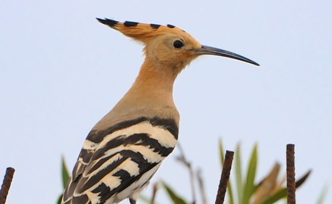 Upupa